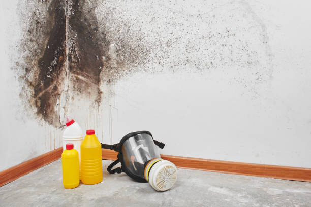 Best Attic Mold Removal  in Pooler, GA